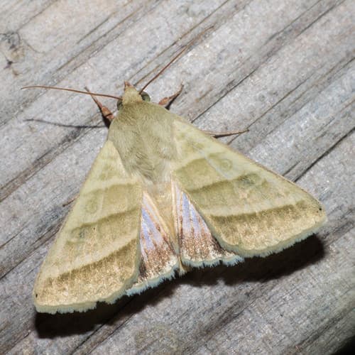 Tobacco Budworm Moth