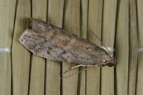 Tobacco moth