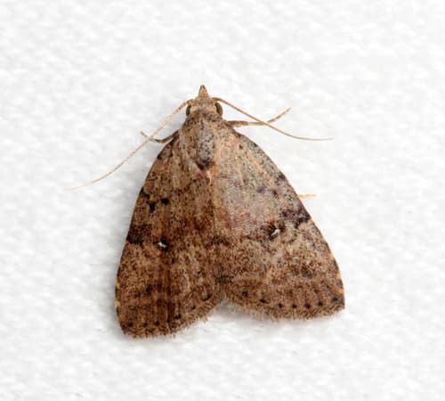 Tolpiodes oligolasia