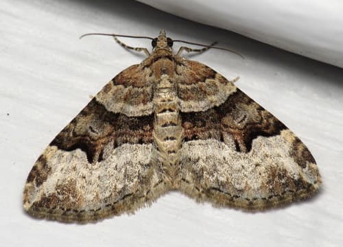 Toothed Brown Carpet