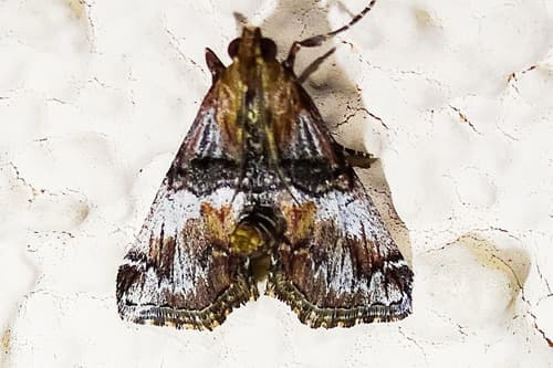 Trabalis Moth