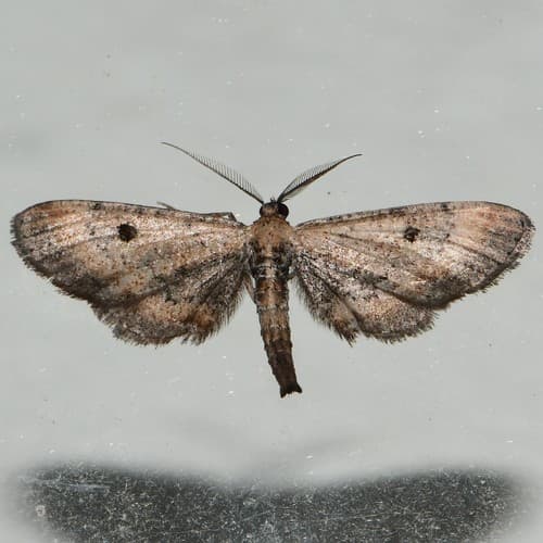 No widely accepted common name