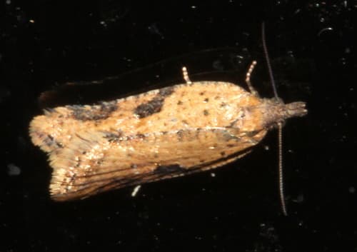 Tortrix constrictana