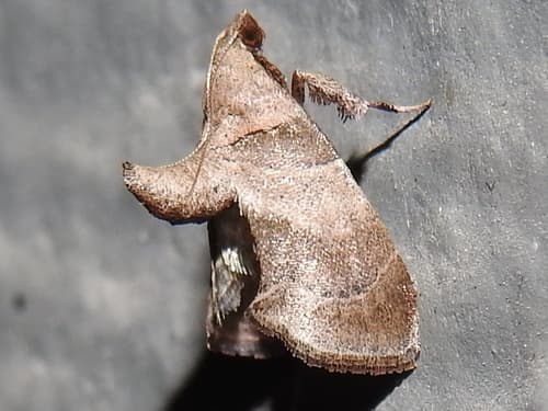 Aucta Snout Moth
