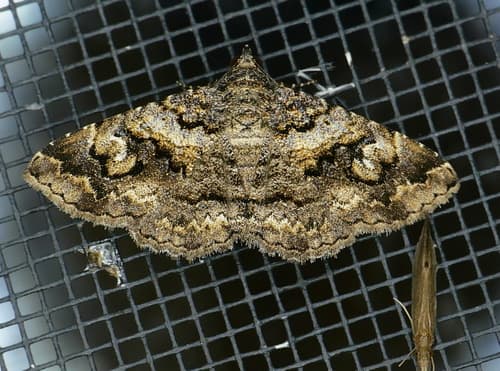 Excavated Toxonprucha