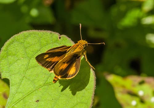 Trailside Skipper