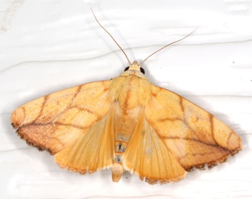 Transverse moth
