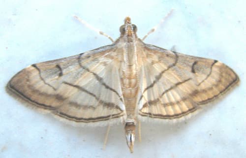 Trapeze Moth