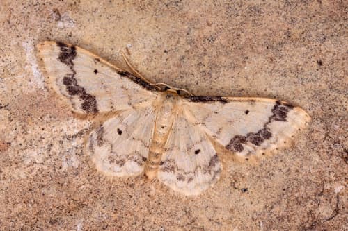 Treble Brown-spot