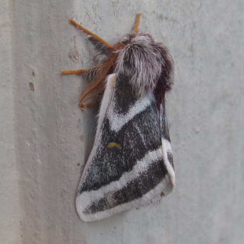 Tricolor Buck Moth
