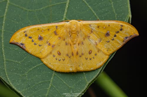 Tridrepana fulvata