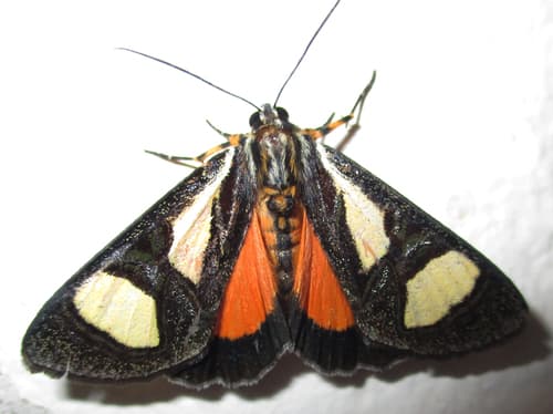 Trimen's False Tiger