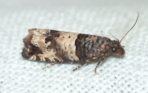 Triple-blotched Bell