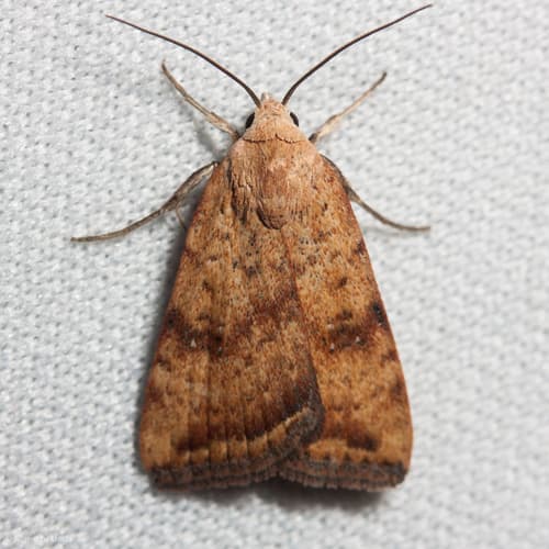 Triplex Cutworm Moth