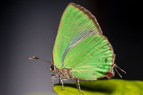 Tropical Greenstreak
