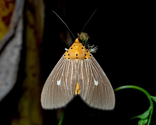 Tropical Tiger Moth