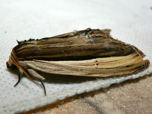 Truncaptera truncata