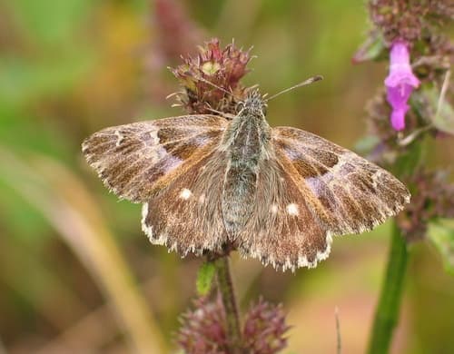 Tufted Skipper