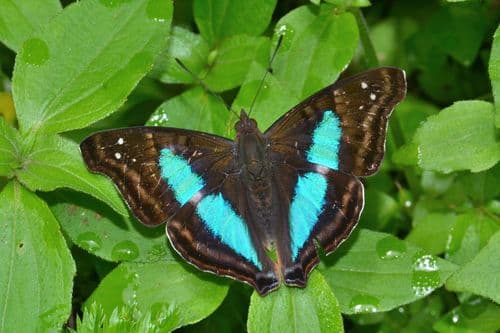 Turquoise Emperor
