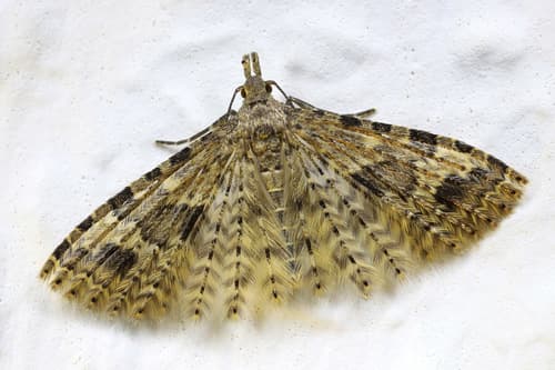 Twenty-plume Moth