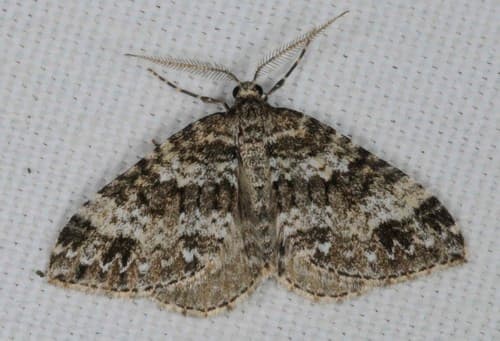 Twin-spot Carpet