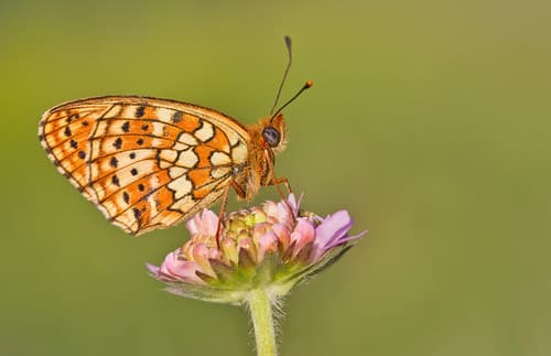 Twin-spot Fritillary