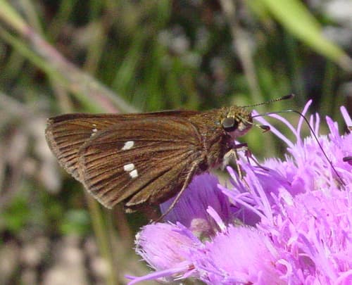 Twin-spot Skipper