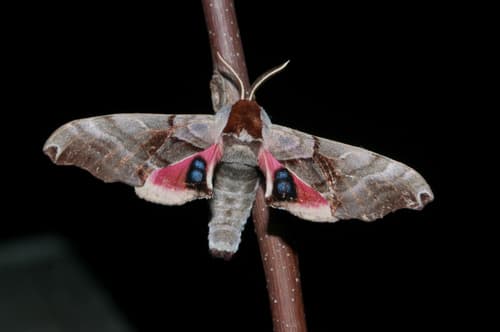 Twin-spotted Sphinx