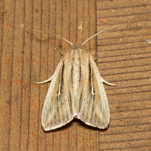 Two-lined Wainscot
