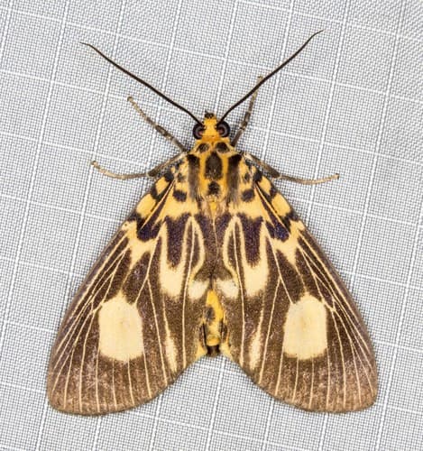 Two-spots Tiger Moth