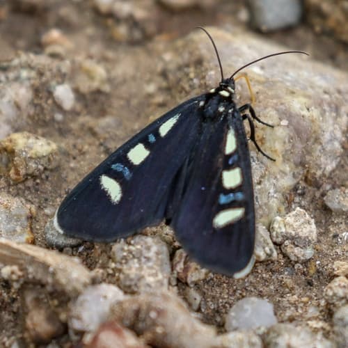 Two-spotted Forester