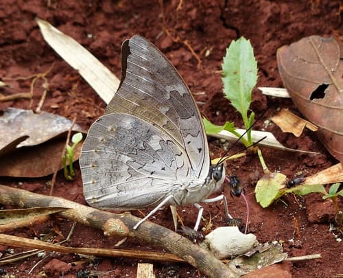 Two-spotted Prepona