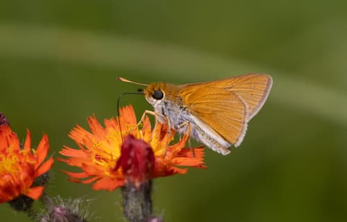 Two-spotted Skipper