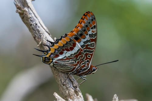Two-tailed Pasha