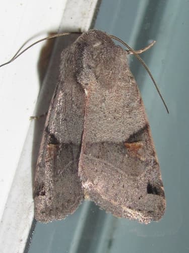 Disticha Dart