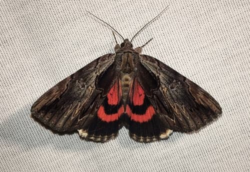 Ultronia Underwing