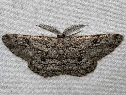 Umber Moth