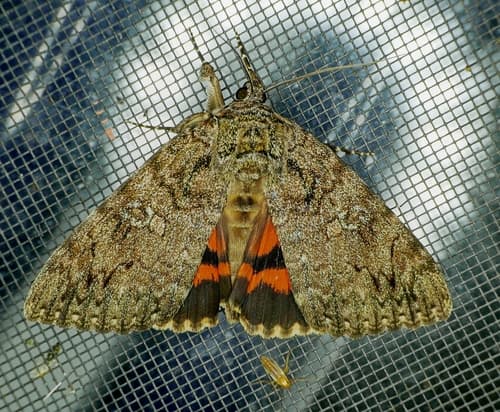 Umber Underwing