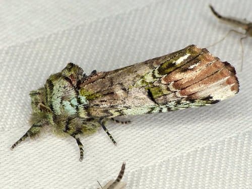 Unicorn Prominent