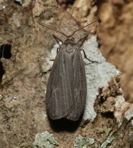Uniform Lichen Moth