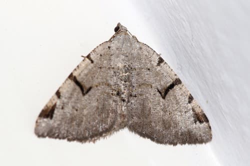V-Moth