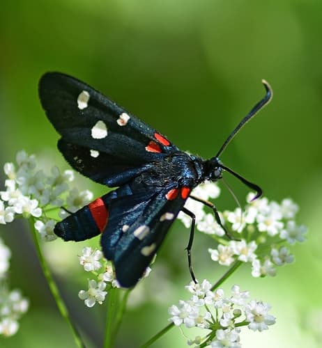 Variable Burnet