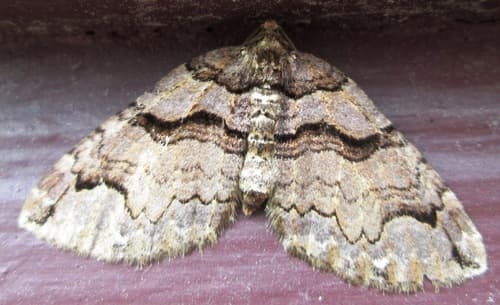 Variable Carpet Moth