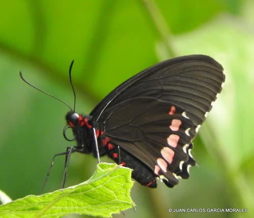 Variable Cattleheart