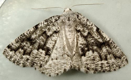 Variable Girdle Moth