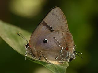 Variable Hairstreak