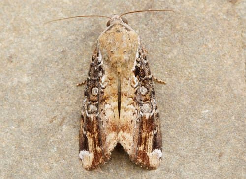 Variable Narrow-wing