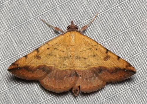 Variable Tropic Moth