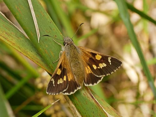 Varied Sedge-Skipper