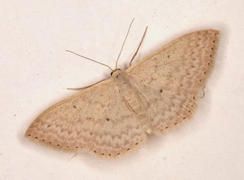 Varied Wave Moth